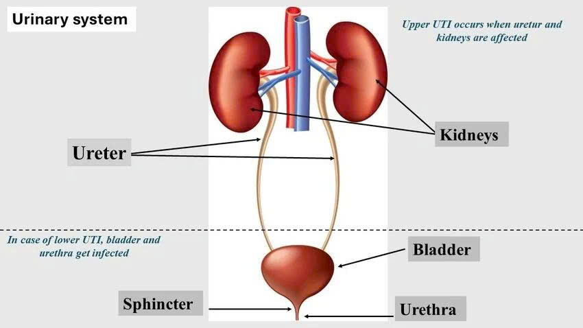 Illustration of the urinary system