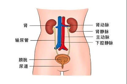 3种常见的妊娠期尿路感染类型