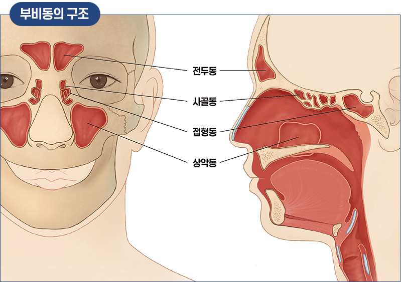 부비동 시스템 내의 여러 부비동들