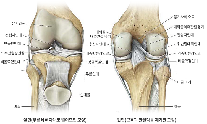전방 십자인대 파열