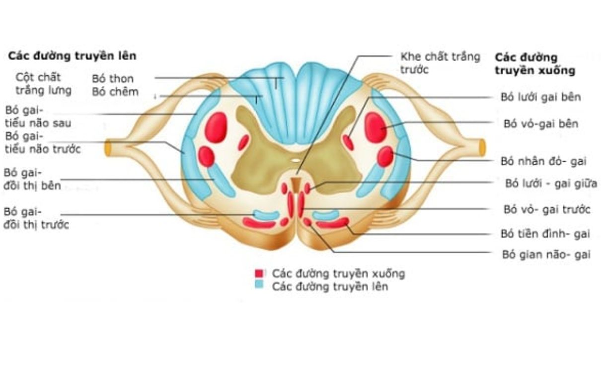 척수 구조의 횡단면