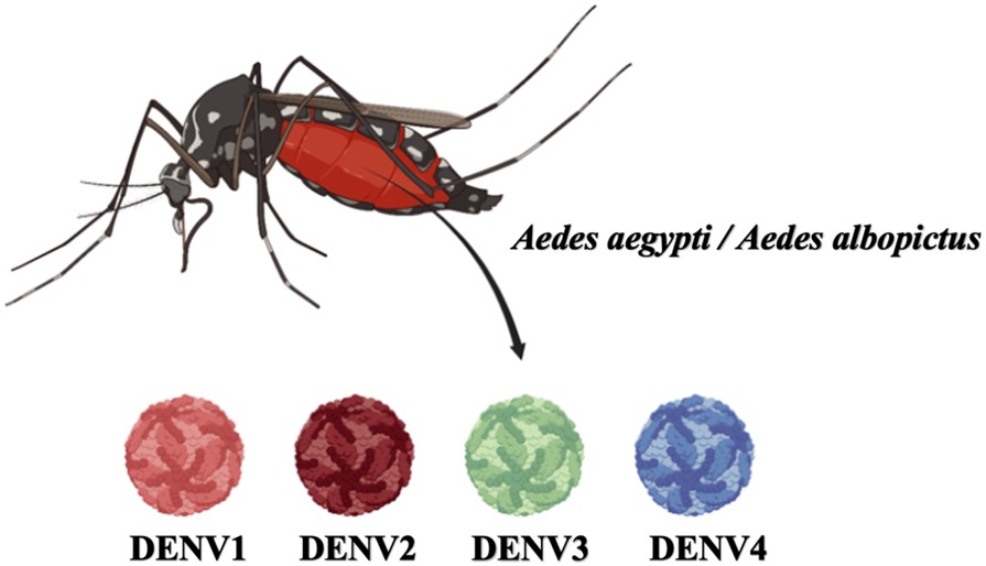 The dengue virus has four strains, all of which can cause dengue fever.