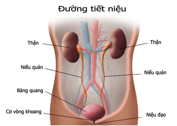 임산부 요로감염