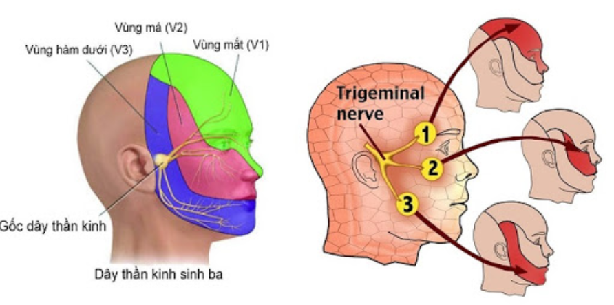 Đau dây thần kinh ở răng: Nguyên nhân, Triệu chứng và Cách Điều Trị Hiệu Quả