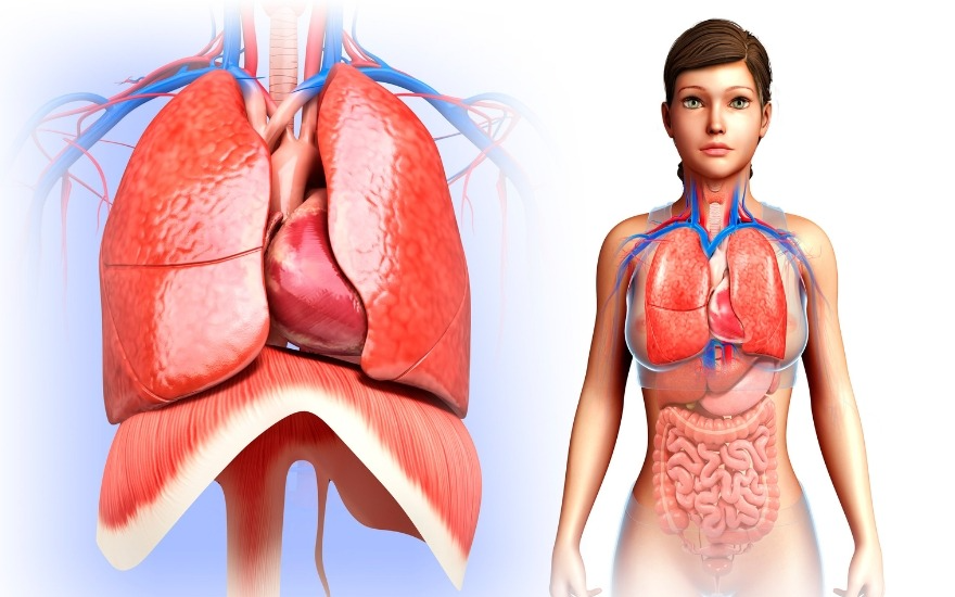 Dạ dày căng có thể hạn chế cơ hoành