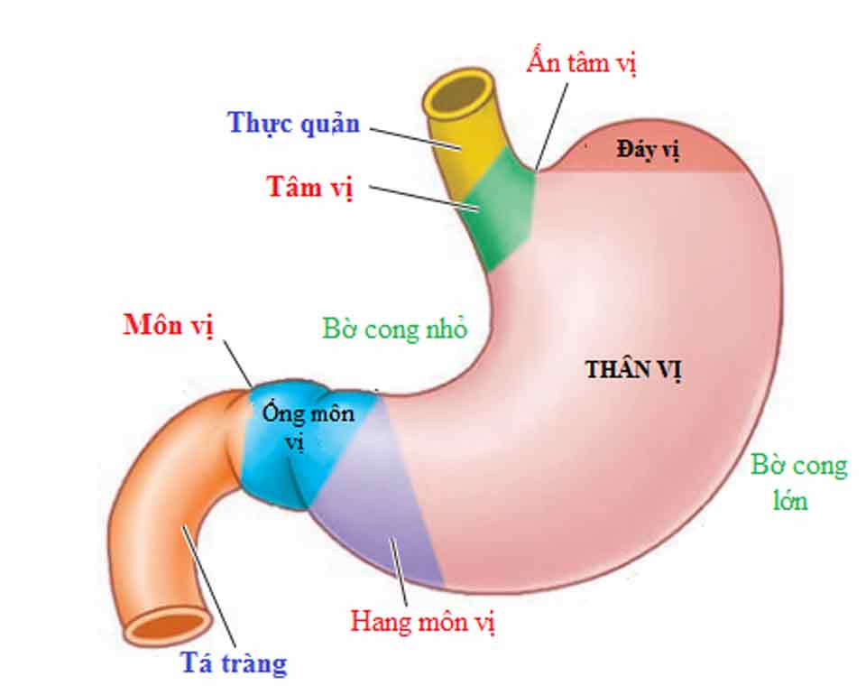 Bộ phận dạ dày: Cấu tạo, Chức năng và Những Điều Cần Biết