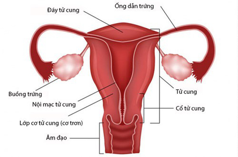 Tử Cung Và Buồng Trứng: Cấu Tạo, Chức Năng Và Sức Khỏe Sinh Sản