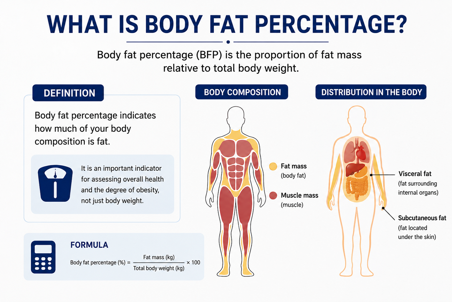 What is body fat percentage?