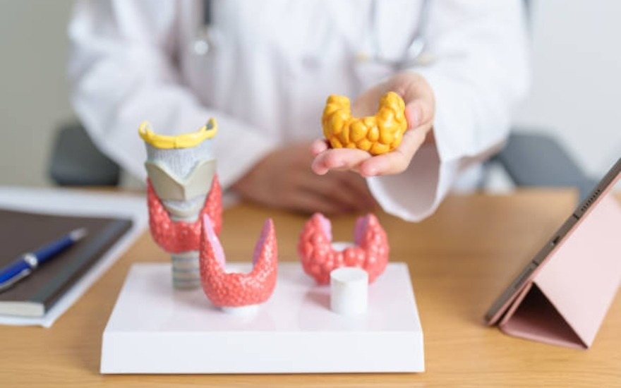 Suy giảm hệ miễn dịch là nguyên nhân dẫn đến bệnh nang tuyến giáp