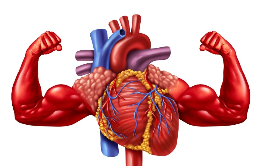 Tim hoạt động nhiều hơn khi béo phì
