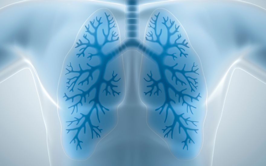 phoi.png Phổi cơ quan hô hấp chính cung cấp Oxy và loại bỏ CO2 khỏi cơ thể