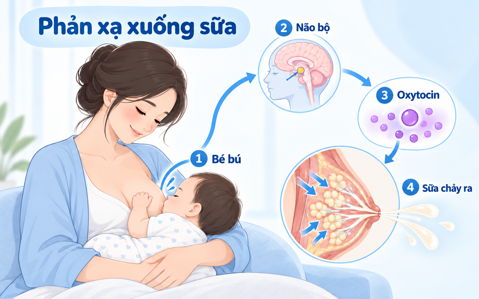 Khi bé bú, não bộ tiết oxytocin để kích thích tiết sữa