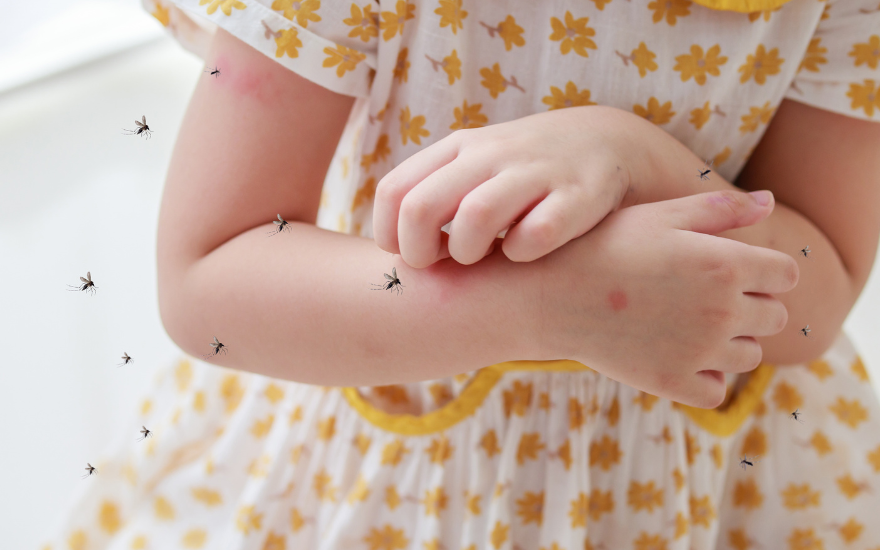 Sốt xuất huyết ở trẻ là bệnh truyền nhiễm do virus Dengue gây ra