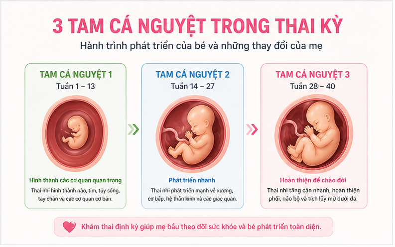 Hành trình phát triển của bé qua từng tam cá nguyệt