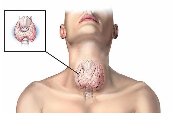 Tuyến giáp có vai trò gì? Tìm hiểu chức năng quan trọng của tuyến giáp