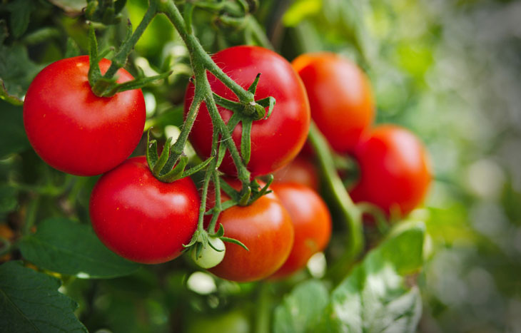 10 lợi ích sức khỏe tuyệt vời của cà chua