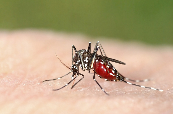 TỔNG HỢP] Những điều cần biết về bệnh sốt rét