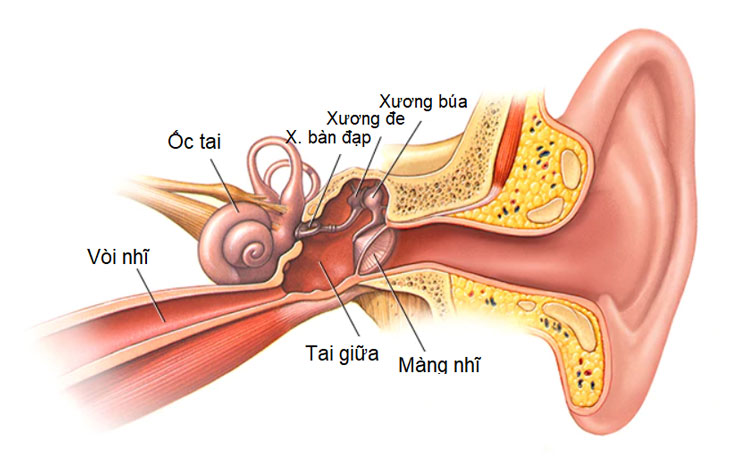 Viêm tai giữa: Chỉ định phẫu thuật khi nào?