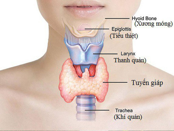 Suy giáp ảnh hưởng đến khả năng sinh sản như thế nào?