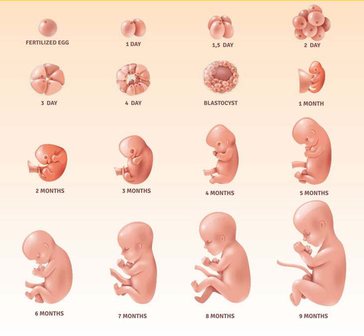 Sự phát triển của thai trong bụng mẹ