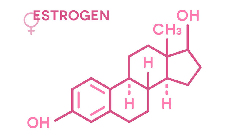 Hormone estrogen giúp bảo tồn đặc tính sinh dục nữ