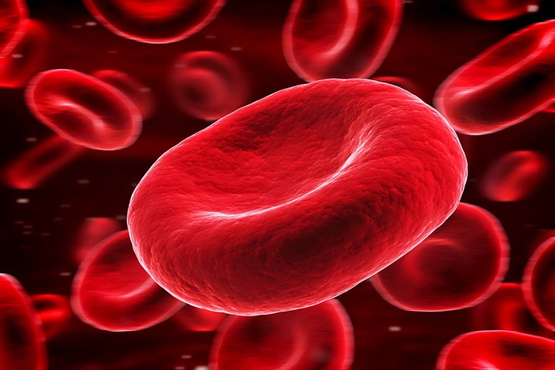 Hồng cầu: Cấu tạo, chức năng và các chỉ số đánh giá tế bào hồng cầu