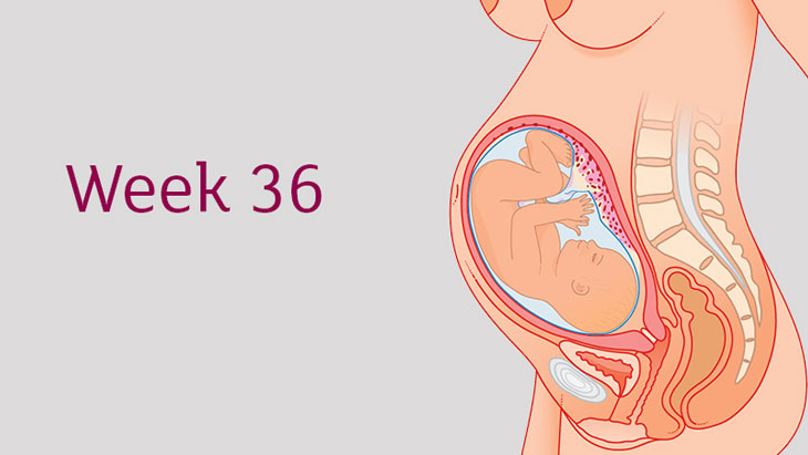 Mẹ bầu cần biết gì về sự phát triển của em bé ở tuần thứ 36 trong bụng mẹ?
