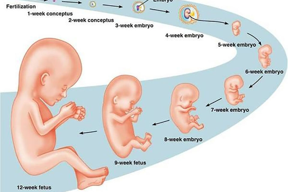 Khám thai 12 tuần gồm những gì