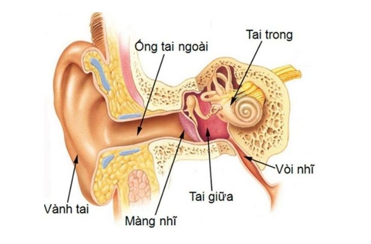 Vòm miệng  Wikipedia tiếng Việt