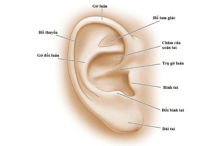 Giải phẫu tai giữa, tai trong, tai ngoài và chức năng sinh lý của tai