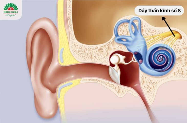 U dây thần kinh thính giác là gì